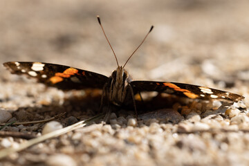 Mariposa en un parque natural de humedales