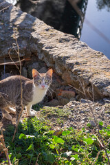 Young stray cat on a wall, resting and sunbathing