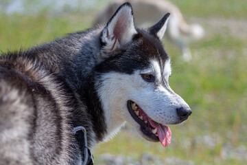 Siberian Husky
