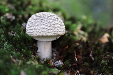 mushrooms- by Linda de Klein