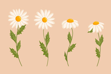 Chamomile flowers set. Floral plants with white petals. Botanical vector illustration on isolated background.