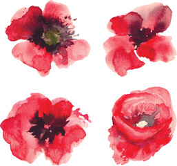 poppies flowers watercolor isolated set