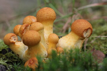 mushrooms- by Linda de Klein