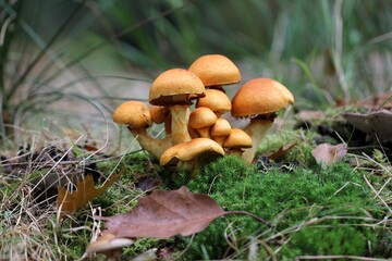 mushrooms - by Linda de Klein
