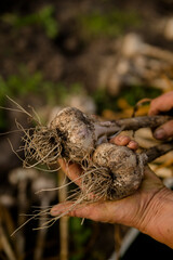 harvest of ripe onions picked in hands in the garden