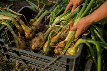 harvest of ripe onions picked in hands in the garden