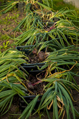 Obraz premium harvest of ripe onions picked in hands in the garden