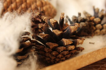 Ein Waldkiefer, dass mit Watte umgeben ist und im Hintergrund mit Tannenzapfen.