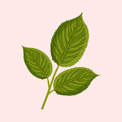 A branch with green leaves of a rose or other plant. Botanical vector illustration isolated on pink background for postcard, poster, ad, decor, fabric and other uses.