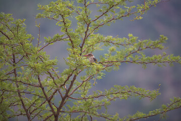 Obraz na płótnie Canvas Woodland kingfisher in a tree