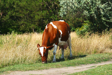 Cow eats grass on the field in sunny summer day. Cattle grazing on pasture. Beautiful countryside landscape at background. Scenic rural scene. Farming concept.