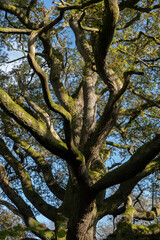 Trunk and branches of an oak tree in leaf against blue sky, Berkshire, England, United Kingdom, Europe