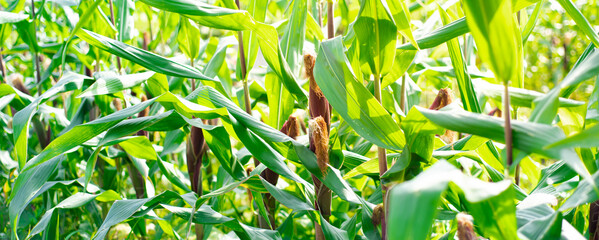 Panorama view purple corn cobs with silks on long stalk ready to harvest at organic farm in North...