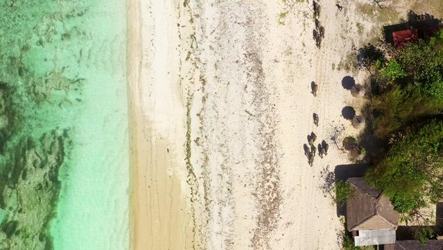 Aerial Top Backward Shot Of Obstinacy Of Buffaloes By Turquoise Sea, Drone Flying Backwards On Sunny Day - Lombok, Indonesia