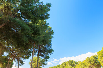beautiful photographs of a field in malaga with trees and vegetation