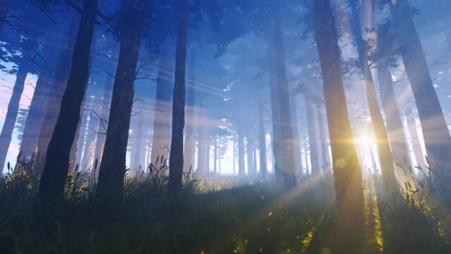 Sun rays in a coniferous forest