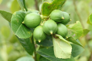 Fresh Bergamot oranges and leaves on a tree, green bergamot oranges, citrus trees bearing fruit