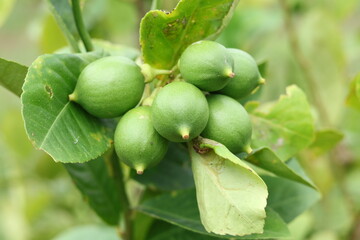 Fresh Bergamot oranges and leaves on a tree, green bergamot oranges, citrus trees bearing fruit
