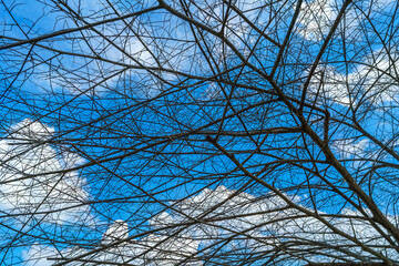 Obraz premium Trees are left with branches Silhouettes of trunks and branches with fluffy clouds blue sky daylight background.