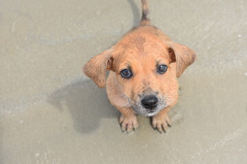 MEU PET PREFERIDO DOG