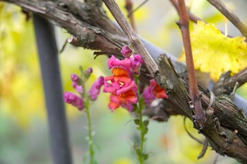Löwenmäulchen (Antirrihinum) im Weinberg