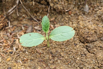 Young cucumber plants, cucumber shoots, cucumber seedlings in the ground