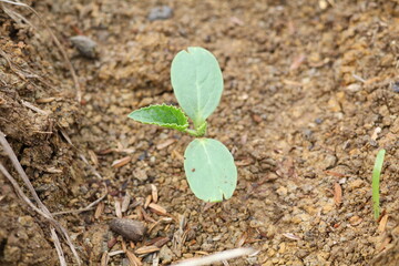 Young cucumber plants, cucumber shoots, cucumber seedlings in the ground