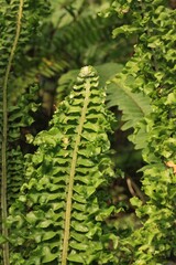 fern in the garden