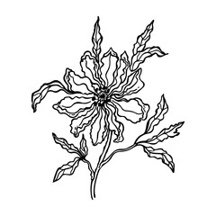 Vector illustration of a flower. Doodle, silhouette, line art. Contour drawing on a white background.