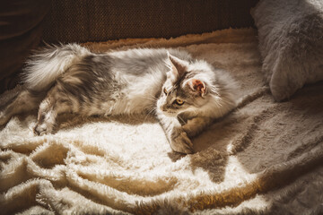 Hauskatze / Wohnungskatze