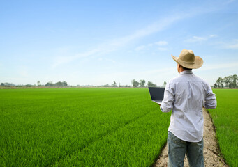 Naklejka na ściany i meble A man holding laptop in young rice plantation field.