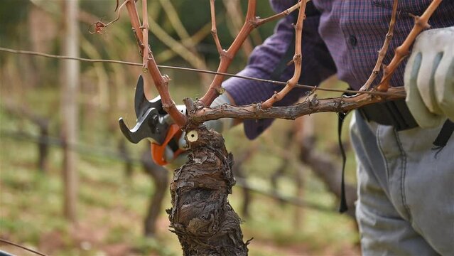Winegrower pruning the vineyard with professional battery scissors. Traditional agriculture. Winter pruning, Guyot method. Footage.