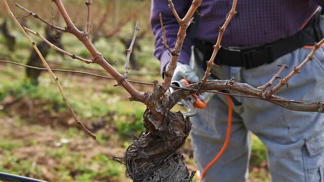 Winegrower pruning the vineyard with professional battery scissors. Traditional agriculture. Winter pruning, Guyot method. Footage.