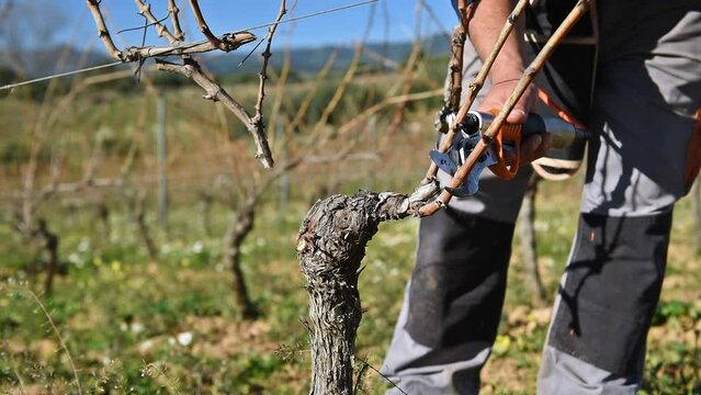 Winegrower pruning the vineyard with professional battery scissors. Traditional agriculture. Winter pruning, Guyot method. Footage.