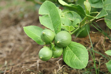 Fresh Bergamot oranges and leaves on a tree, green bergamot oranges, citrus trees bearing fruit