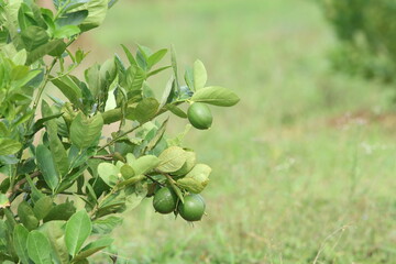 Fresh Bergamot oranges and leaves on a tree, green bergamot oranges, citrus trees bearing fruit