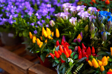small pots of blooming colorful flowers on the shelf of a flower shop