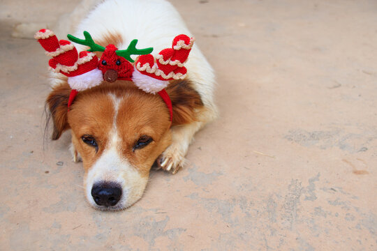 High angle view of a Phalene or Papillon pet dog wearing a Christmas headdress
