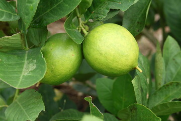 Fresh Bergamot oranges and leaves on a tree, green bergamot oranges, citrus trees bearing fruit