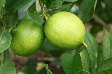 Fresh Bergamot oranges and leaves on a tree, green bergamot oranges, citrus trees bearing fruit
