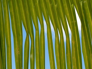 Grüne Palmwedel vor blauem Himmel