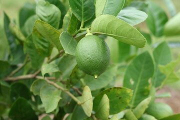 Fresh Bergamot oranges and leaves on a tree, green bergamot oranges, citrus trees bearing fruit