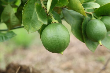 Fresh Bergamot oranges and leaves on a tree, green bergamot oranges, citrus trees bearing fruit
