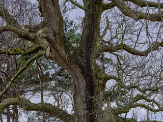 Detail of Oak trunk on a cold February on moorland in Colsterdale. Yorkshire