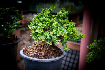 Bonsai tree in a pot on the shelf in the store