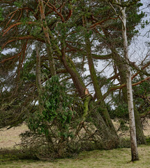 A broken branch as high winds take their toll on this fir copse in Colsterdale, North Yorkshire