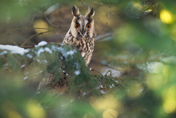 Long eared owl ( Asio otus )