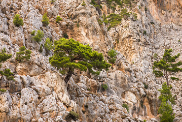 Pine and rock