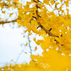 autumn leaves background