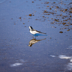 bird on the beach